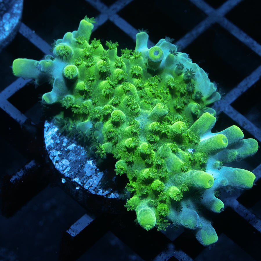 SBM Acropora Verde (crece en forma de plato)