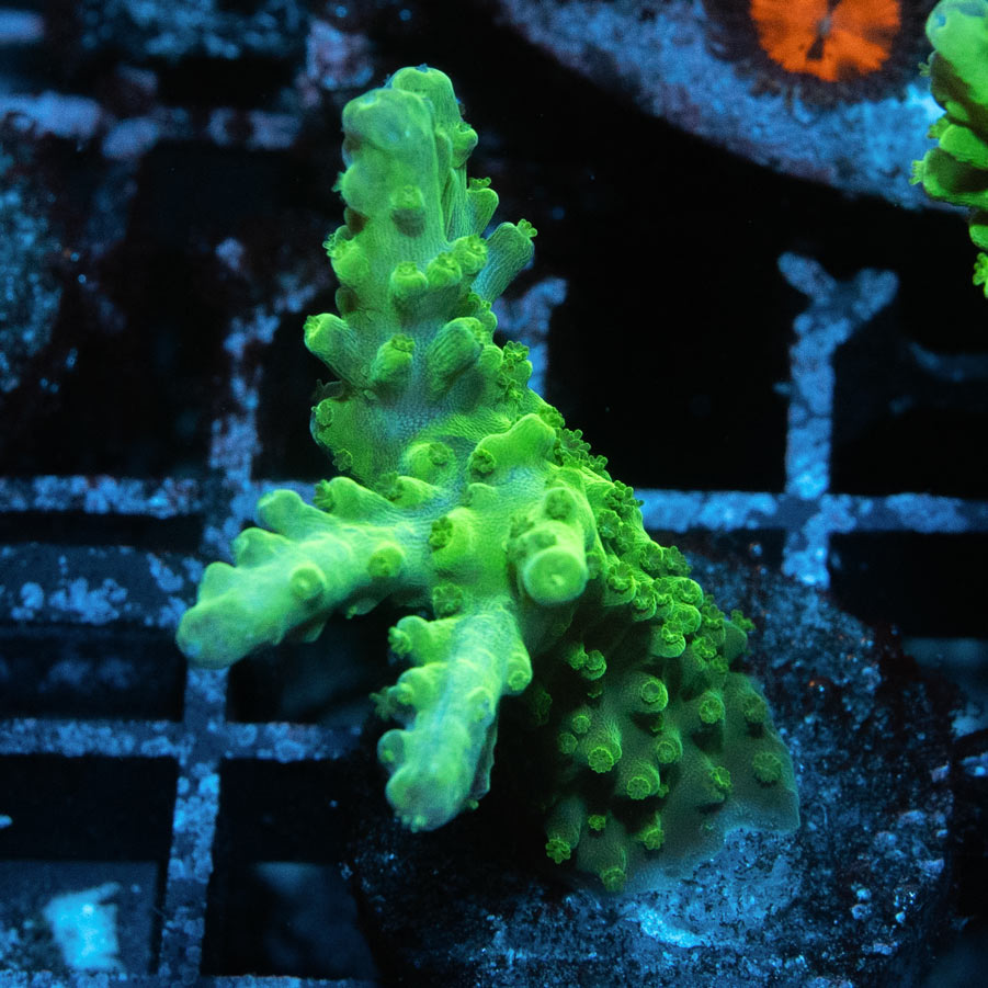 SBM Acropora Verde (crece en forma de plato)( la especie más resistente)