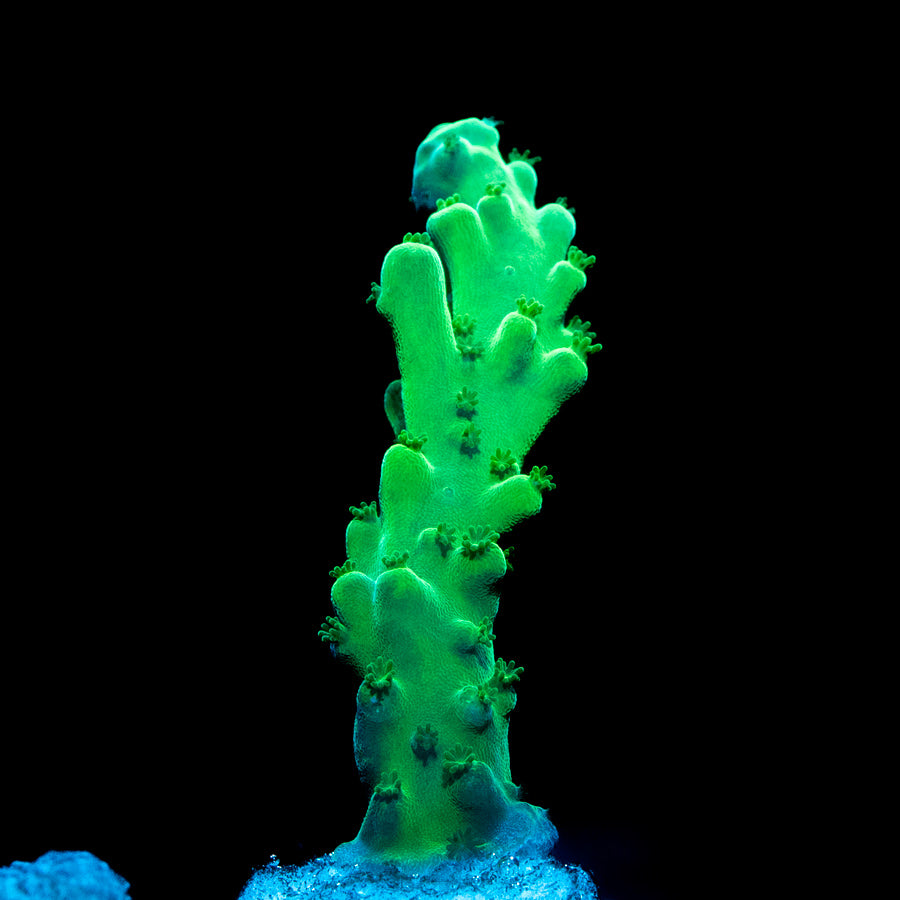 SBM Acropora Premium