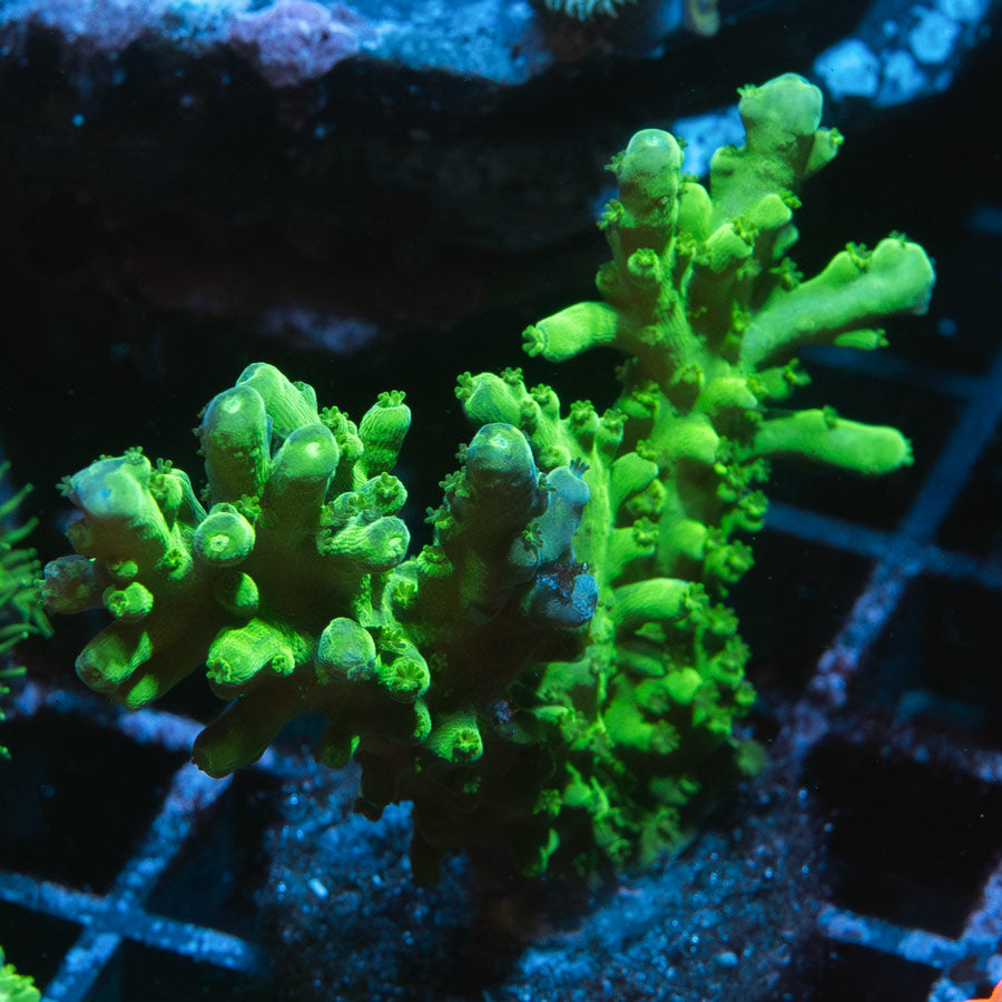 SBM Acropora Verde (crece en forma de plato)( la especie más resistente)