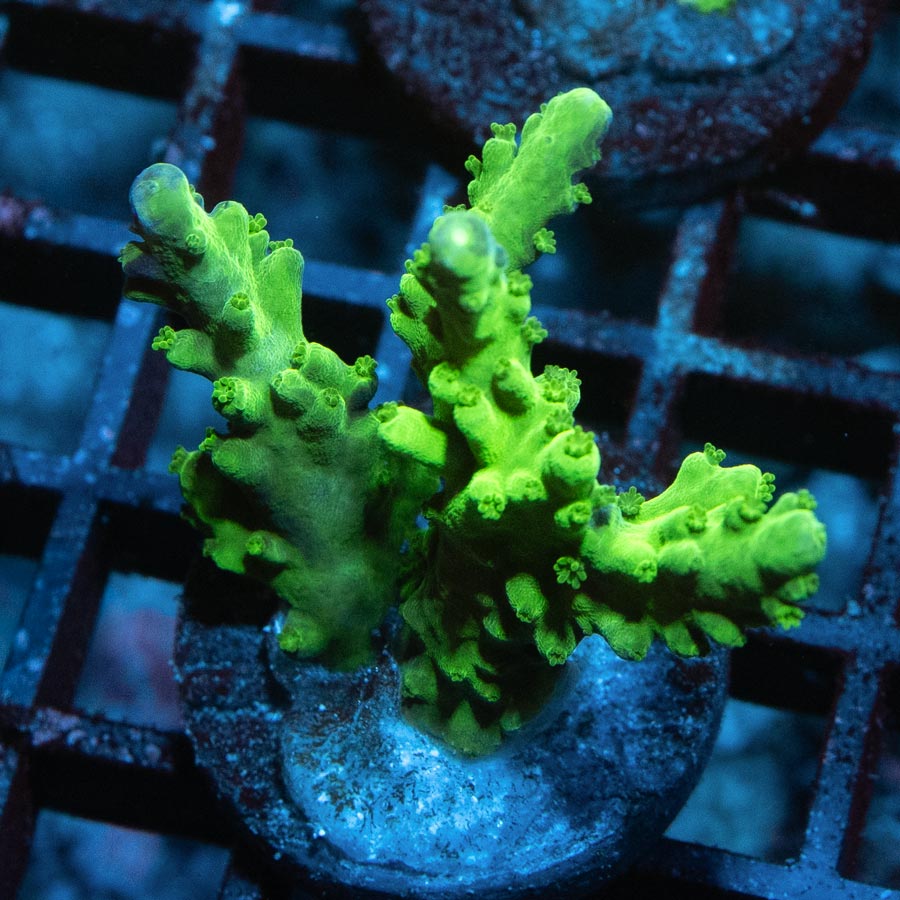 SBM Acropora Verde (crece en forma de plato)
