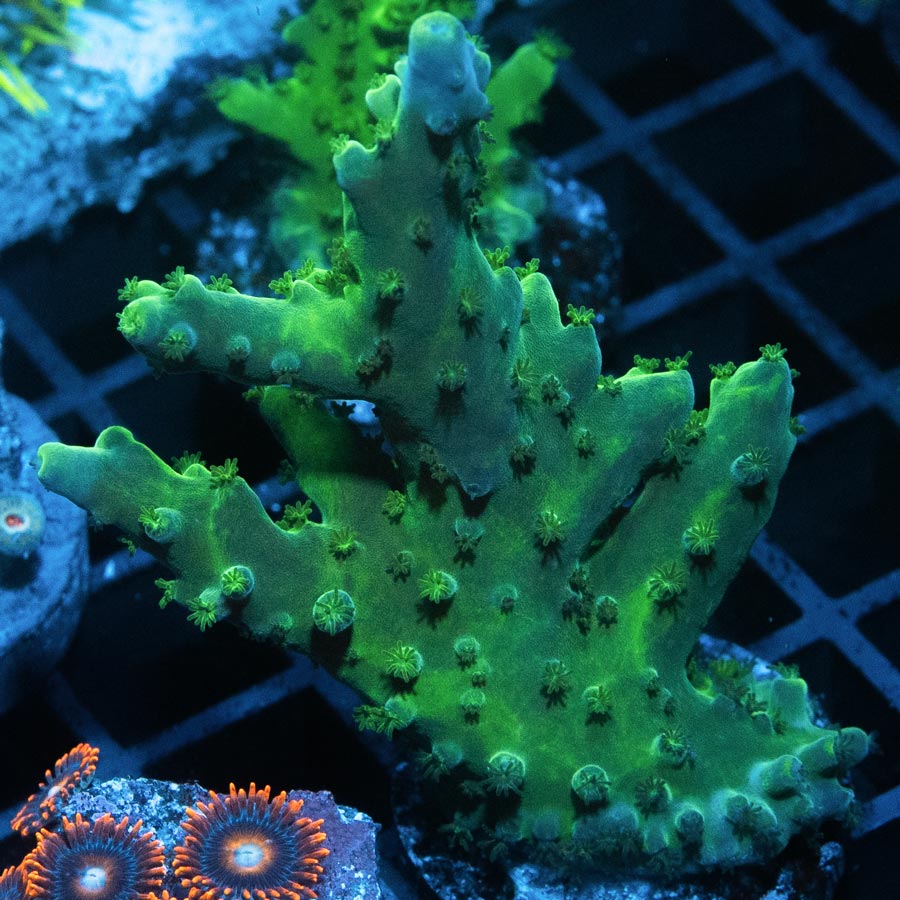 SBM Acropora Verde (crece en forma de plato)