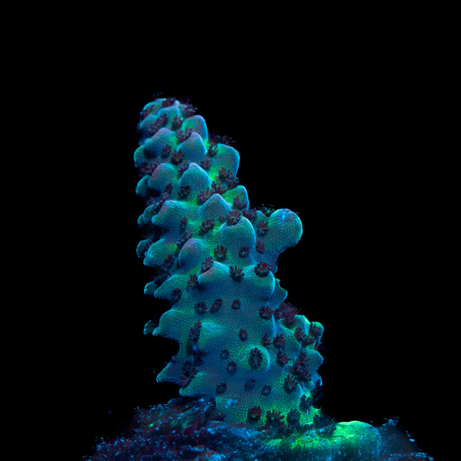 SBM Acropora Premium