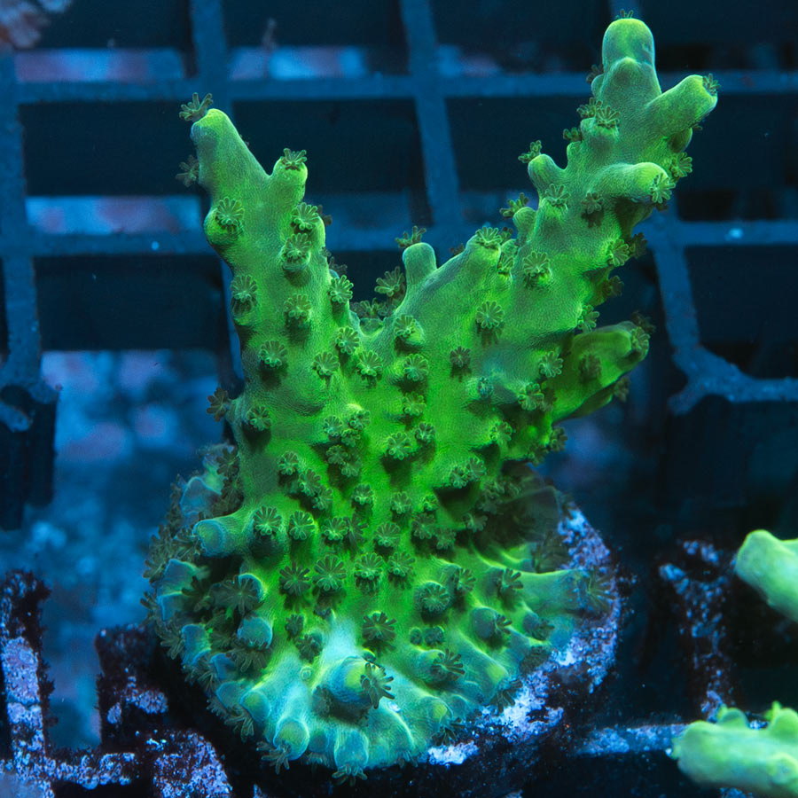 SBM Acropora Verde (crece en forma de plato)( la especie más resistente)