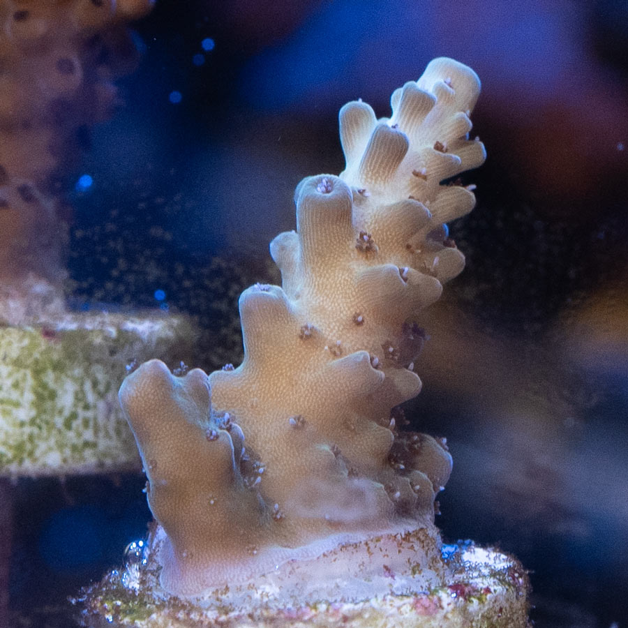 SBM Acropora Premium