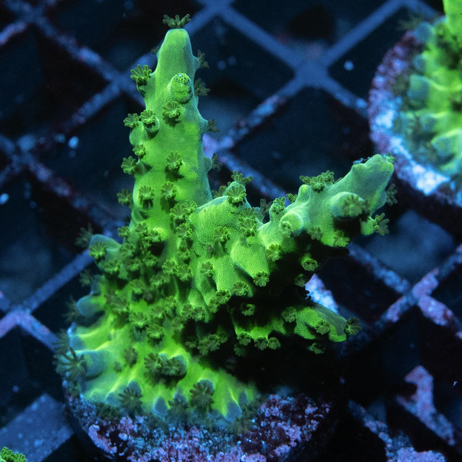 SBM Acropora Verde (crece en forma de plato)
