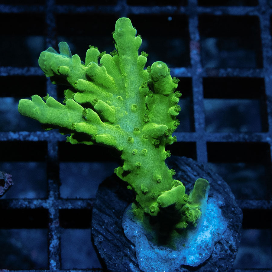 SBM Acropora Verde (crece en forma de plato)