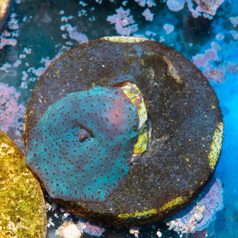 SBM Actinodiscus Blue Leopàrd