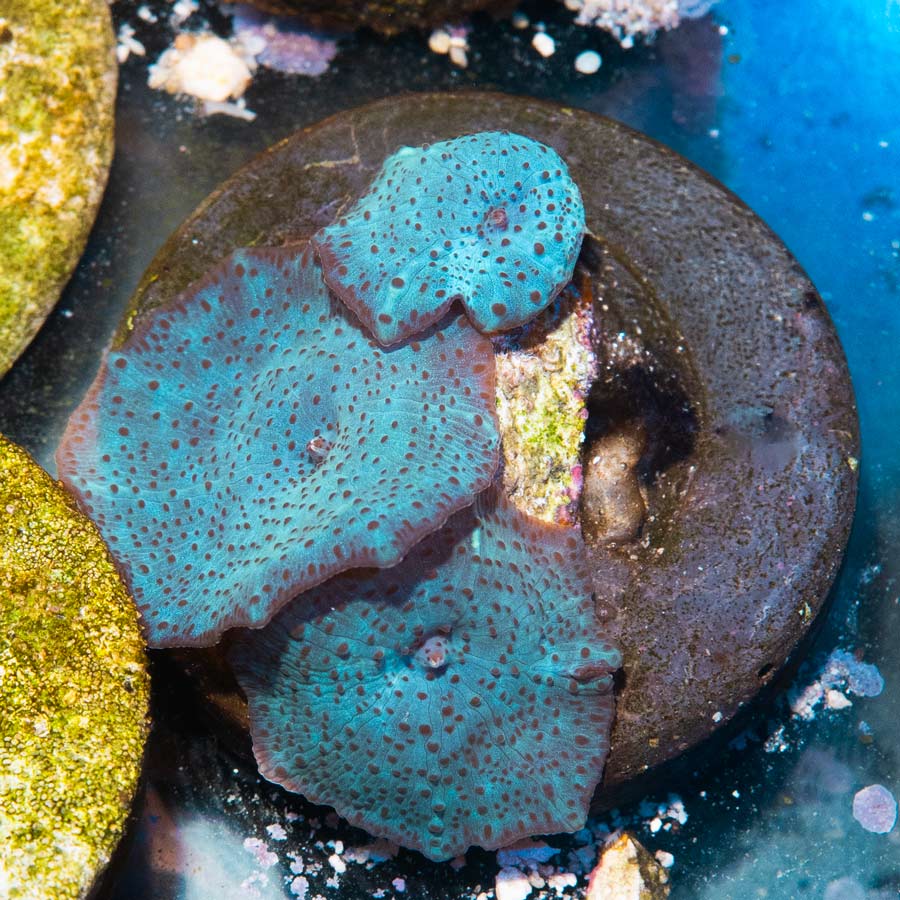 SBM Actinodiscus Blue Leopard (colonia )