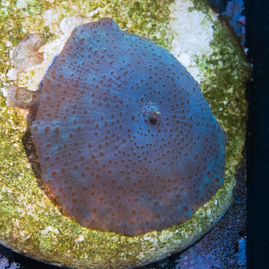 SBM Actinodiscus Blue Leopard (ejemplar reproductor)
