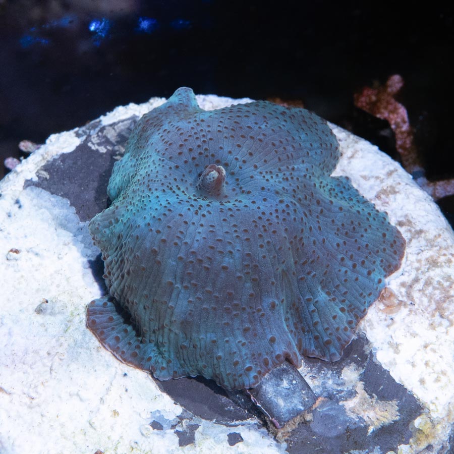 SBM Actinodiscus Blue Metal (ejemplar reproductor)