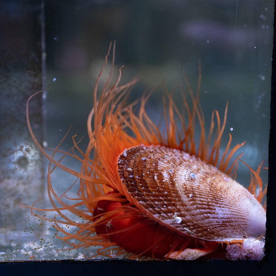 Almeja Limaria orientalis