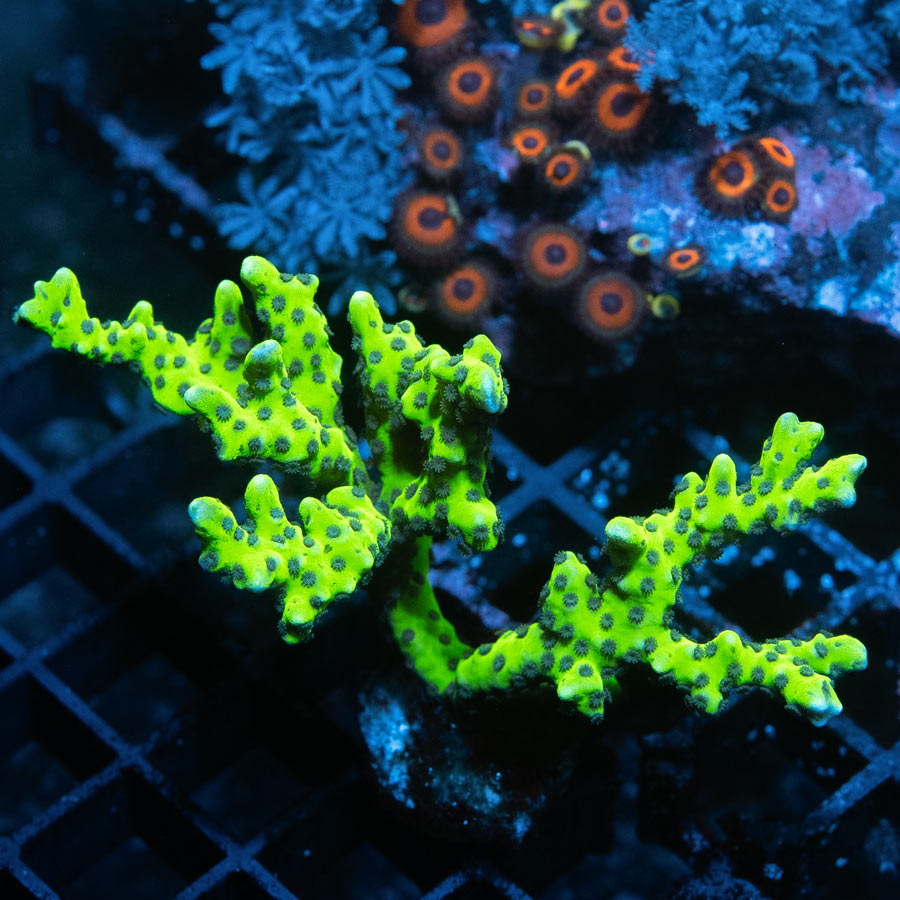 SBM Anacropora Goblin