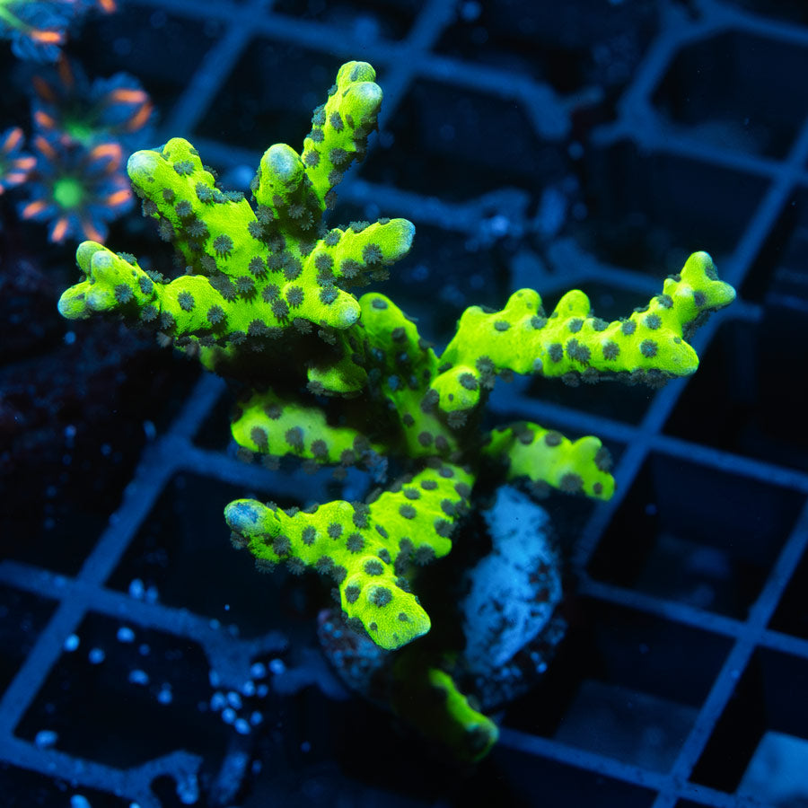 SBM Anacropora Goblin