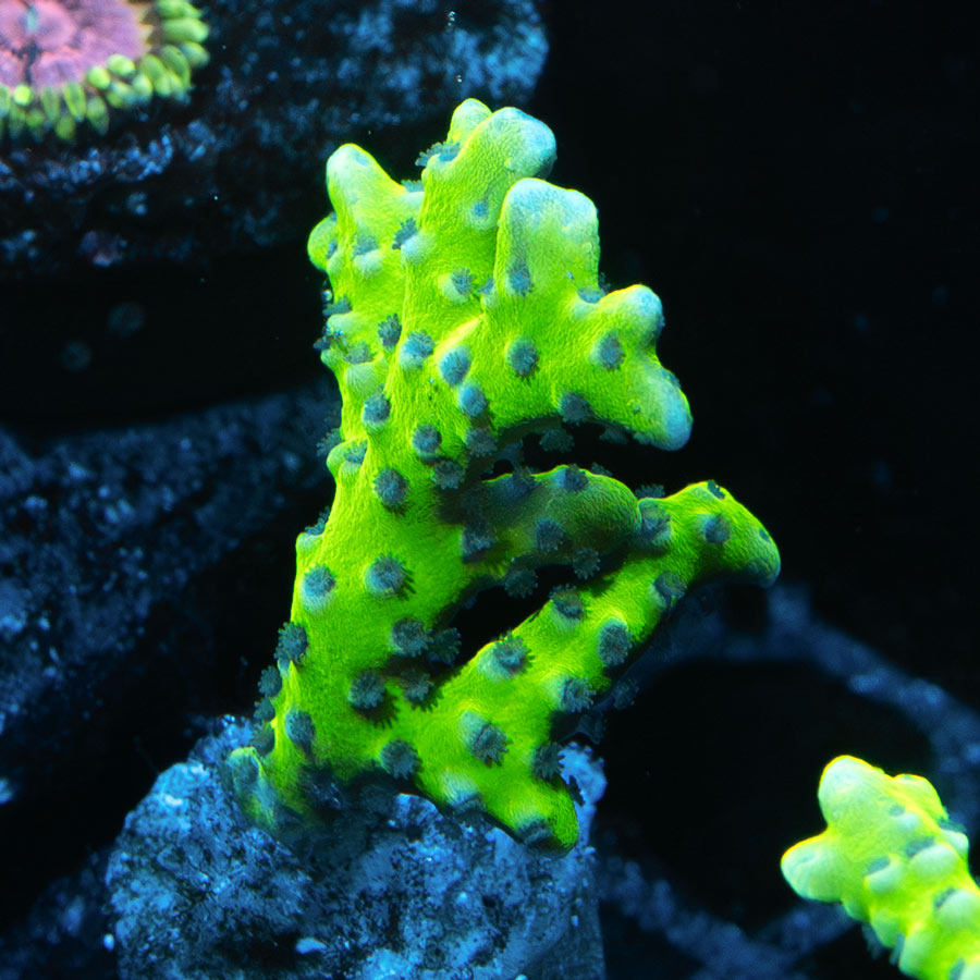 SBM Anacropora Goblin