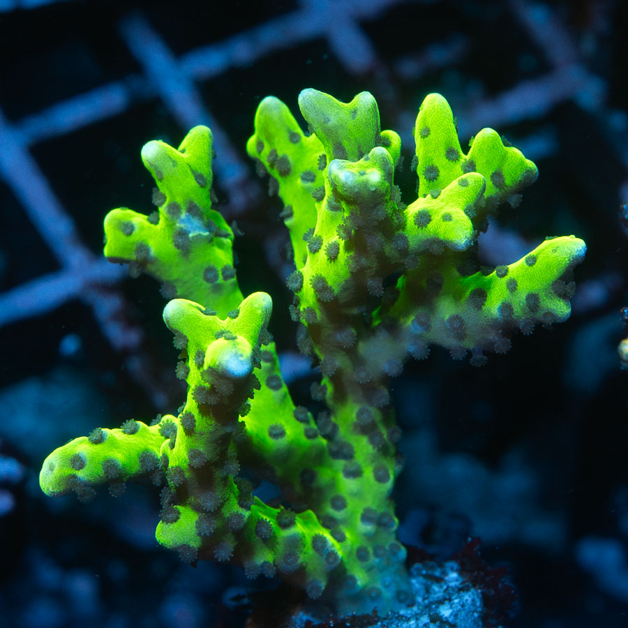 SBM Anacropora Goblin