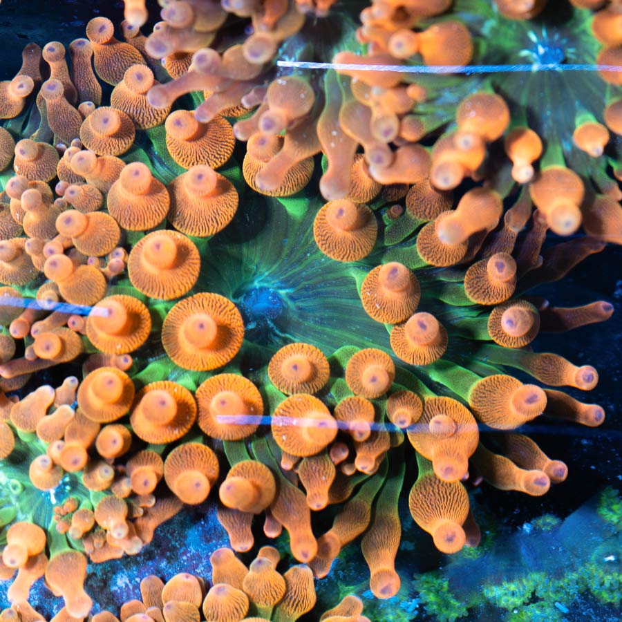 SBM Anemona Quadricolor" Red Bubble Mini"