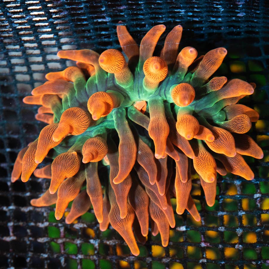 SBM Anemona Entacmaea Sunburst