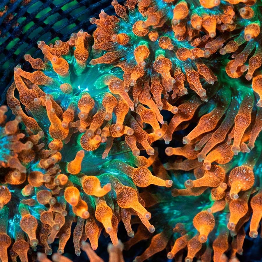 SBM Anemona Quadricolor" Red Bubble Mini"