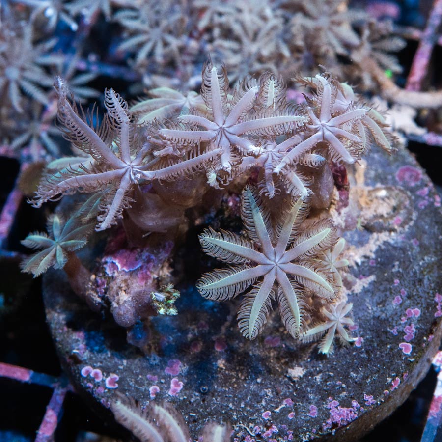 SBM Anthelia Pink Weeping Willow