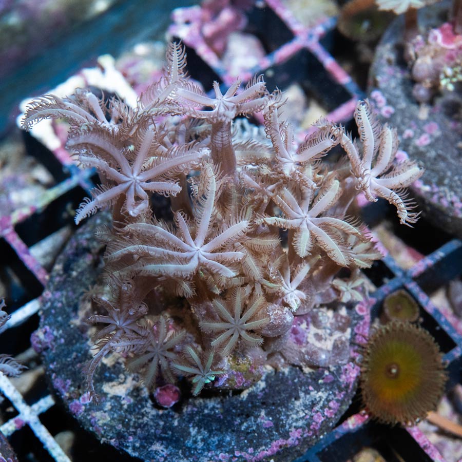 SBM Anthelia Pink Weeping Willow