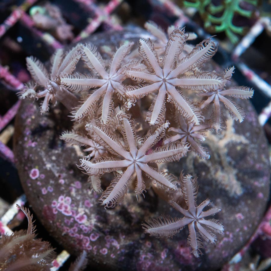 SBM Anthelia Pink Weeping Willow