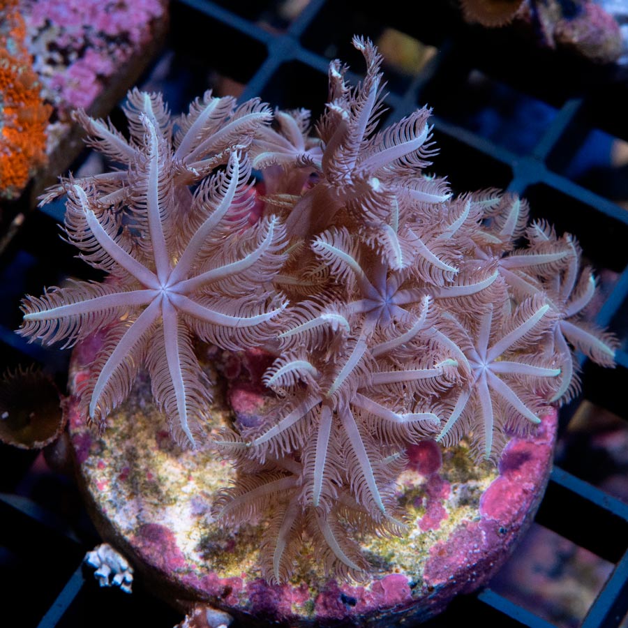 SBM Anthelia Weepping Willow md 20 pol