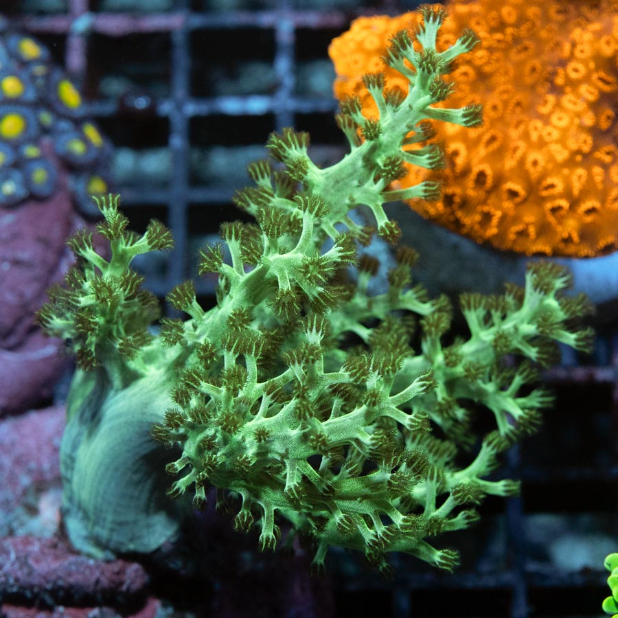 SBM Arbol de Kenya Fluor Md