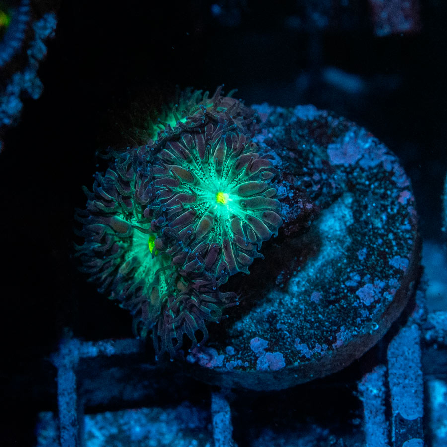 SBM Blastomussa "Joker" 3 pol