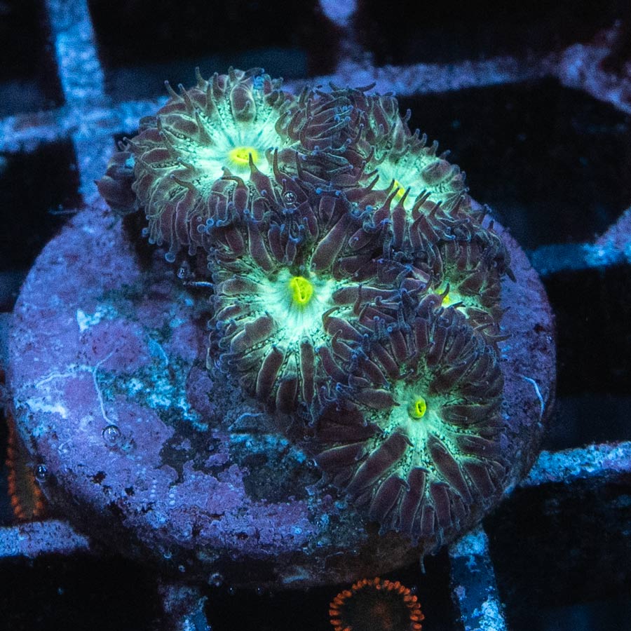 SBM Blastomussa Joker 6 pol