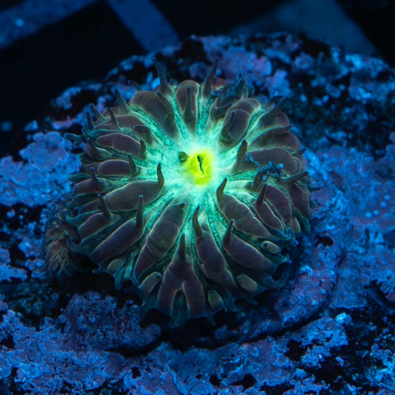 SBM Blastomussa "Jocker" 2 pol