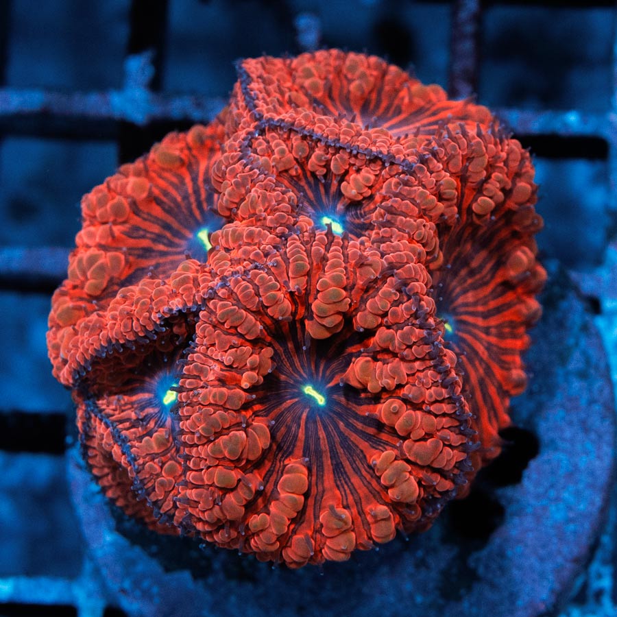 SBM Blastomussa Red Devil 13 pol