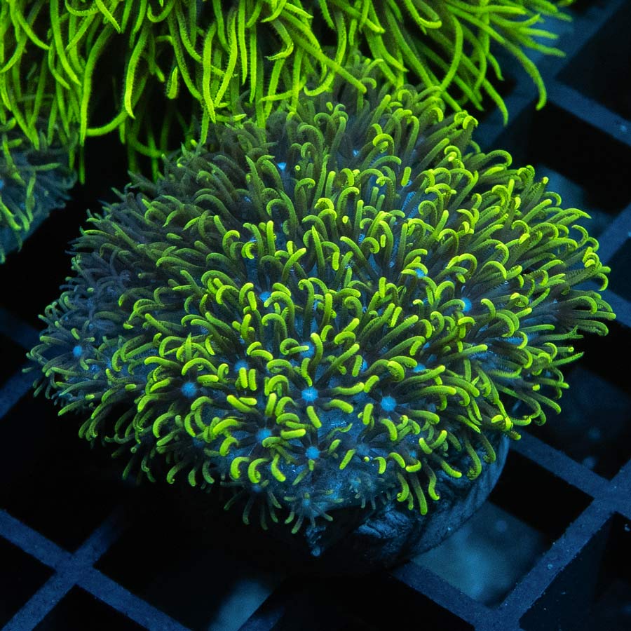 SBM Briareum Ultra Fluor