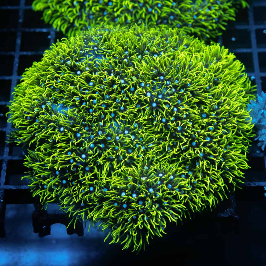 SBM Briareum Ultra XL 8 CM
