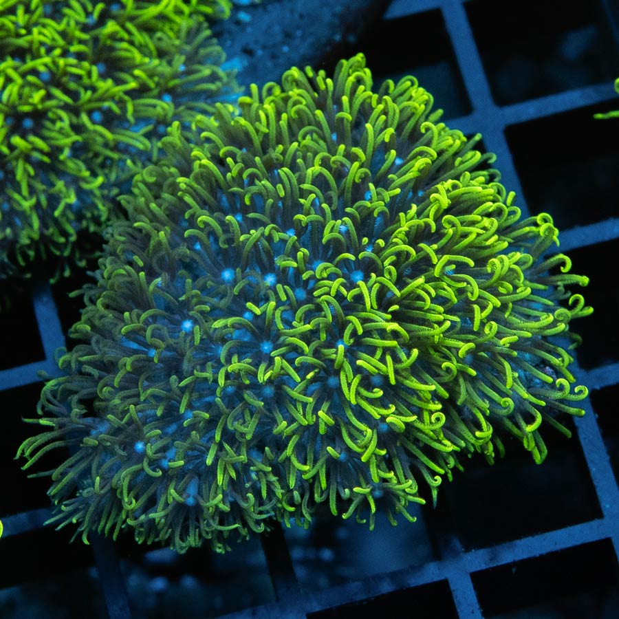 SBM Briareum Ultra Fluor