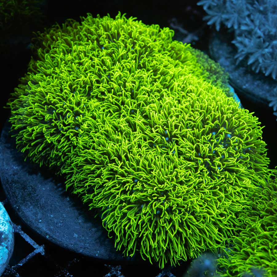 SBM Briareum XL 10 CM