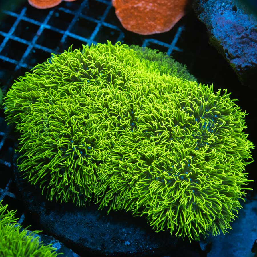 SBM Briareum XXL 13 cm