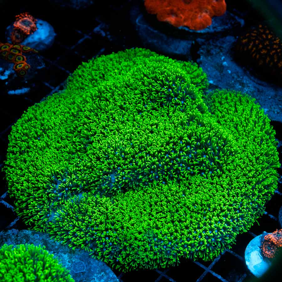 SBM Briareum XL 10 CM