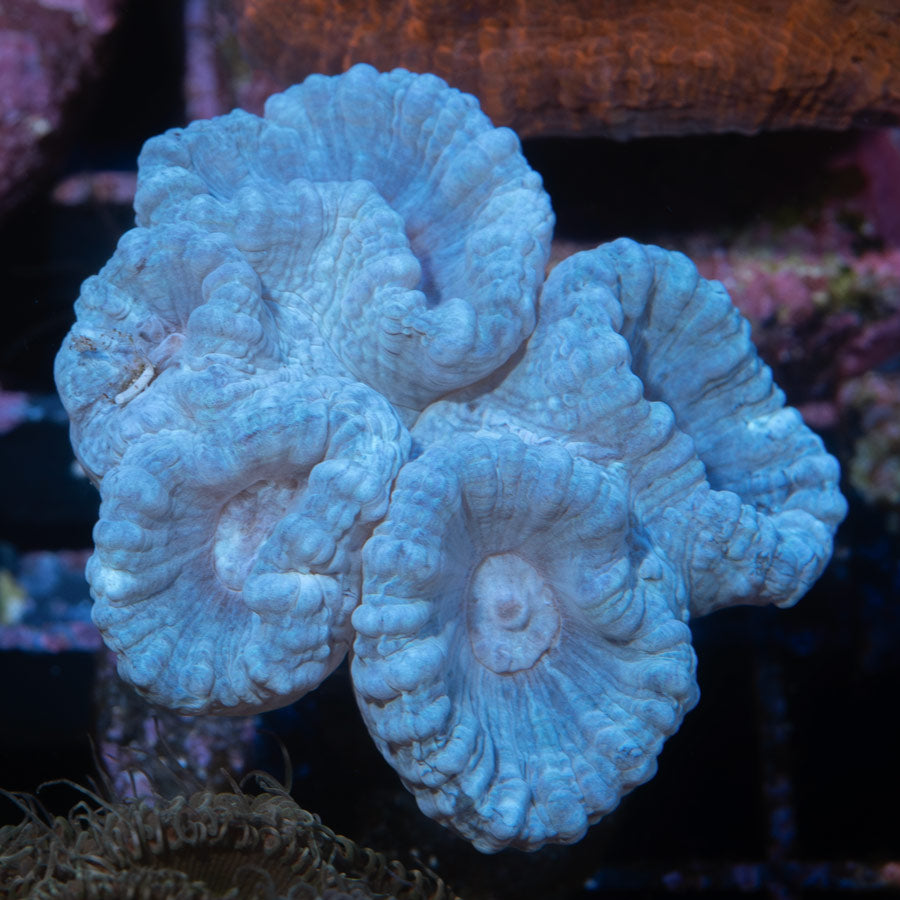 SBM Caulastrea "Lavender in Spring"