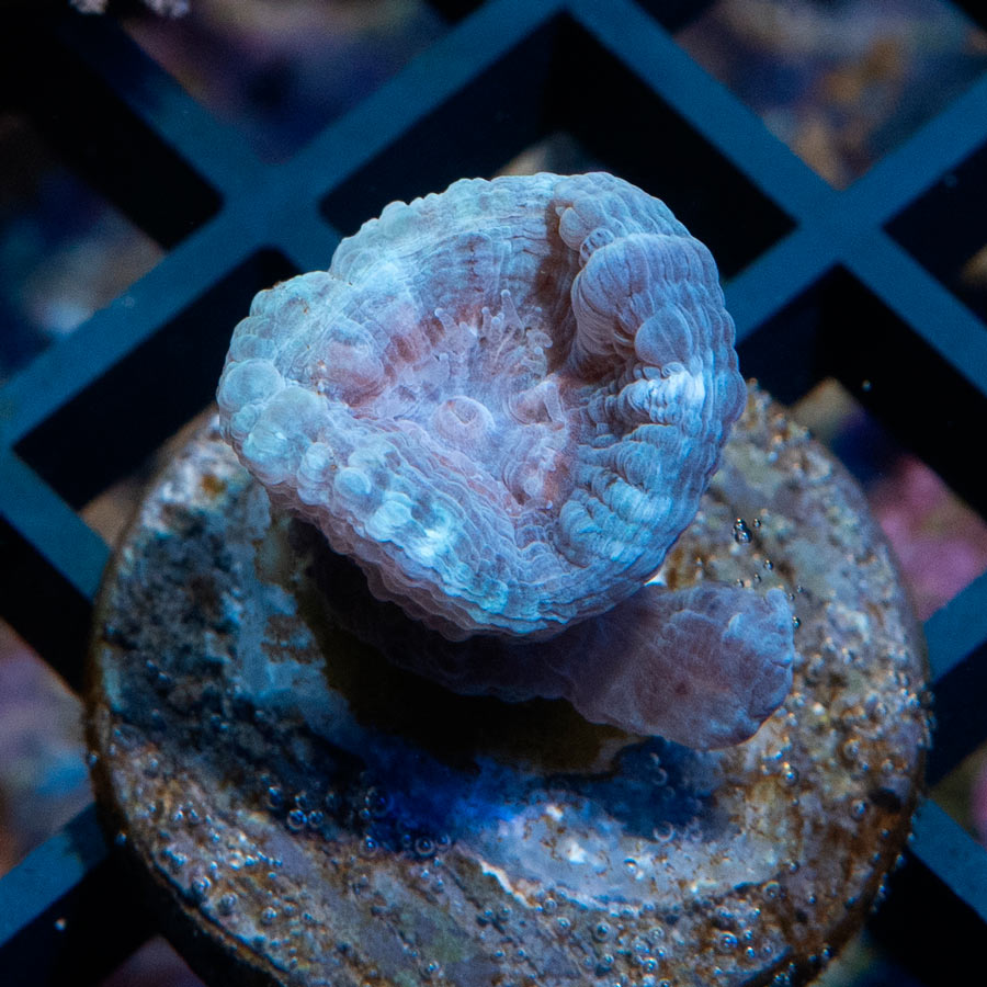 SBM Caulastrea Lavender in Spring 1 pol