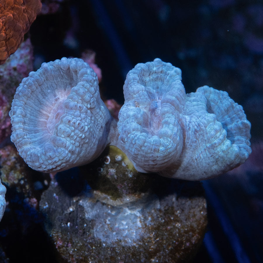 SBM Caulastrea "Lavender in Spring"