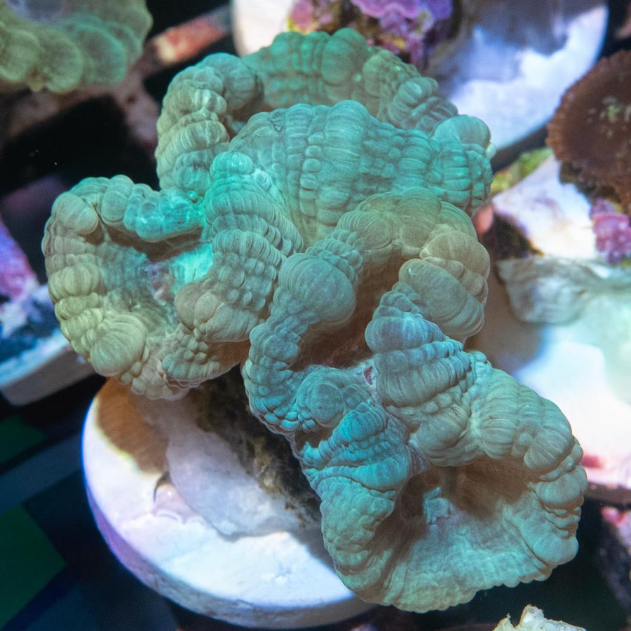 SBM Caulastrea "Emerald Caribbean" 2 pol en division