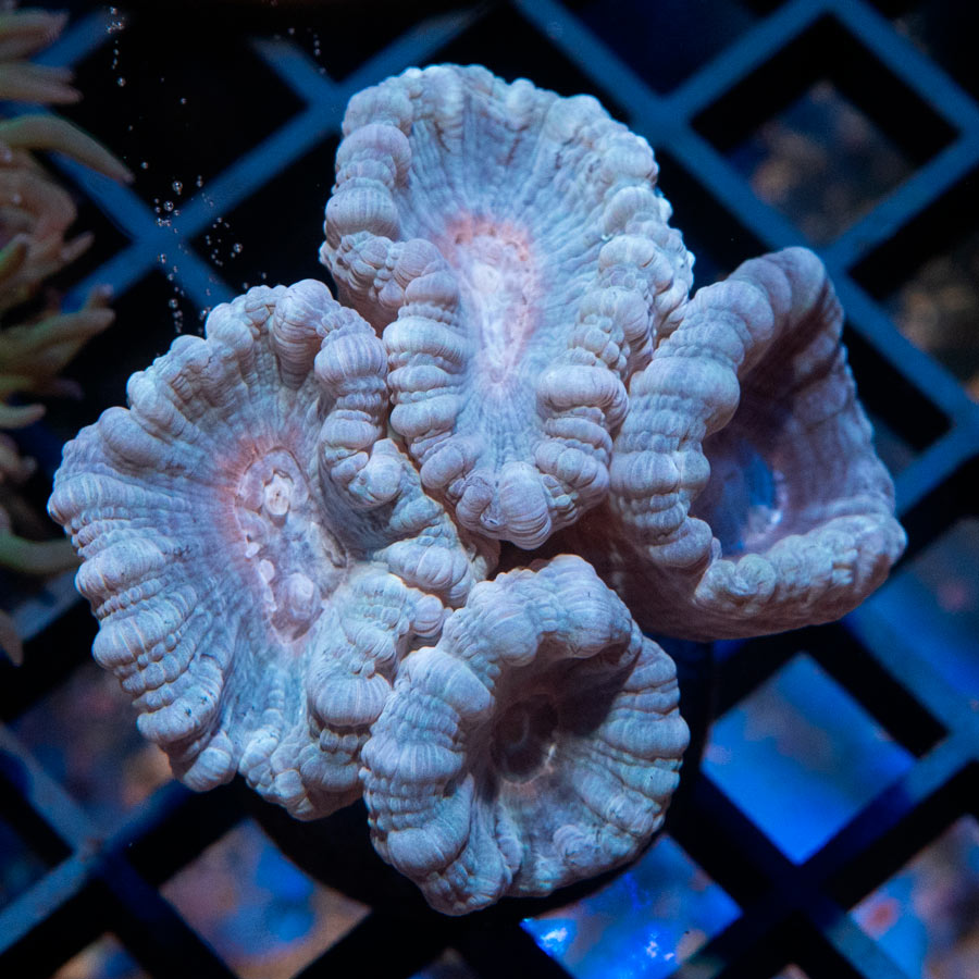 SBM Caulastrea "Lavender in spring" 4 pol