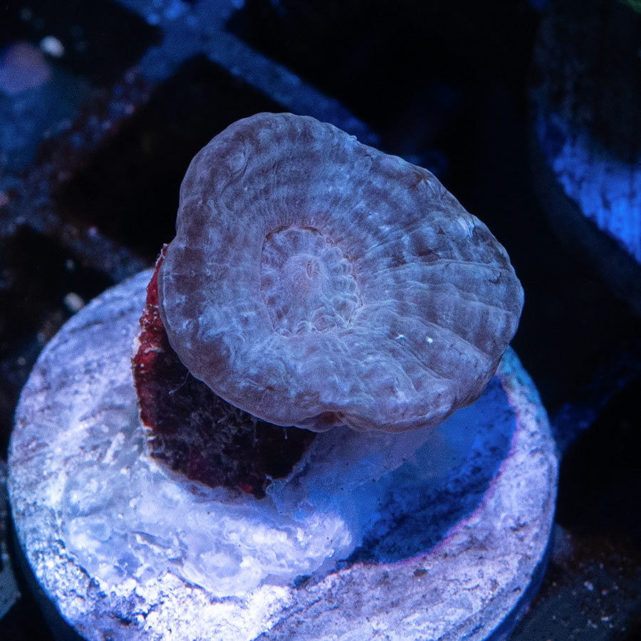 SBM Caulastrea ''Lavender in Spring''