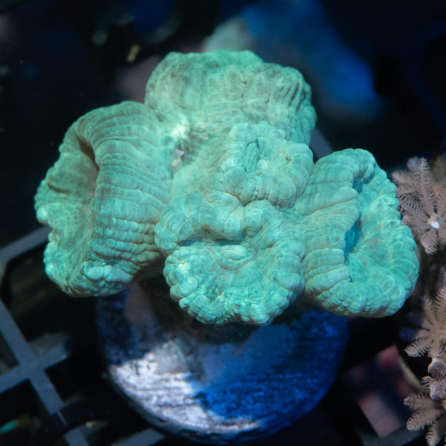 SBM Caulastrea Emerald Caribbean 5 pol