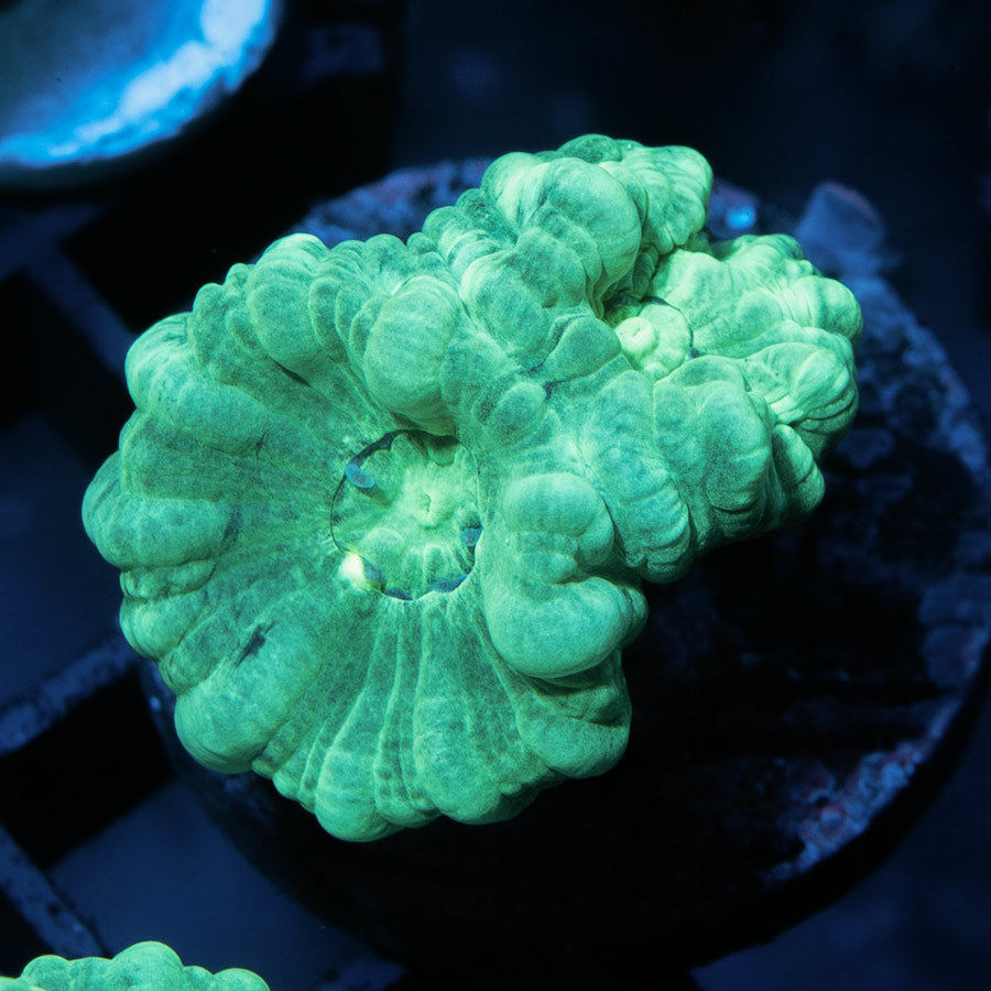 SBM Caulastrea Emerald Caribbean