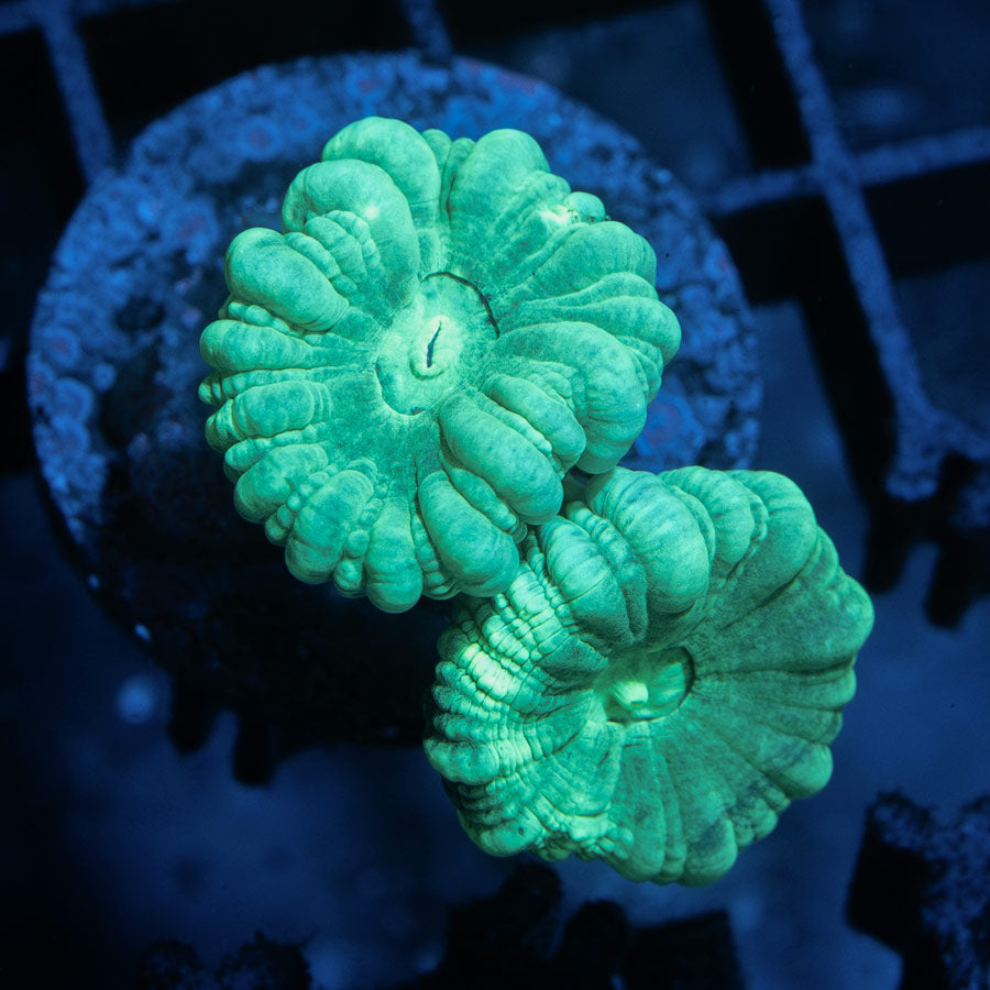 SBM Caulastrea Emerald Caribbean