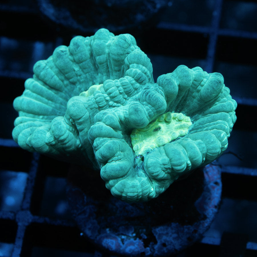 SBM Caulastrea Bird Oriole