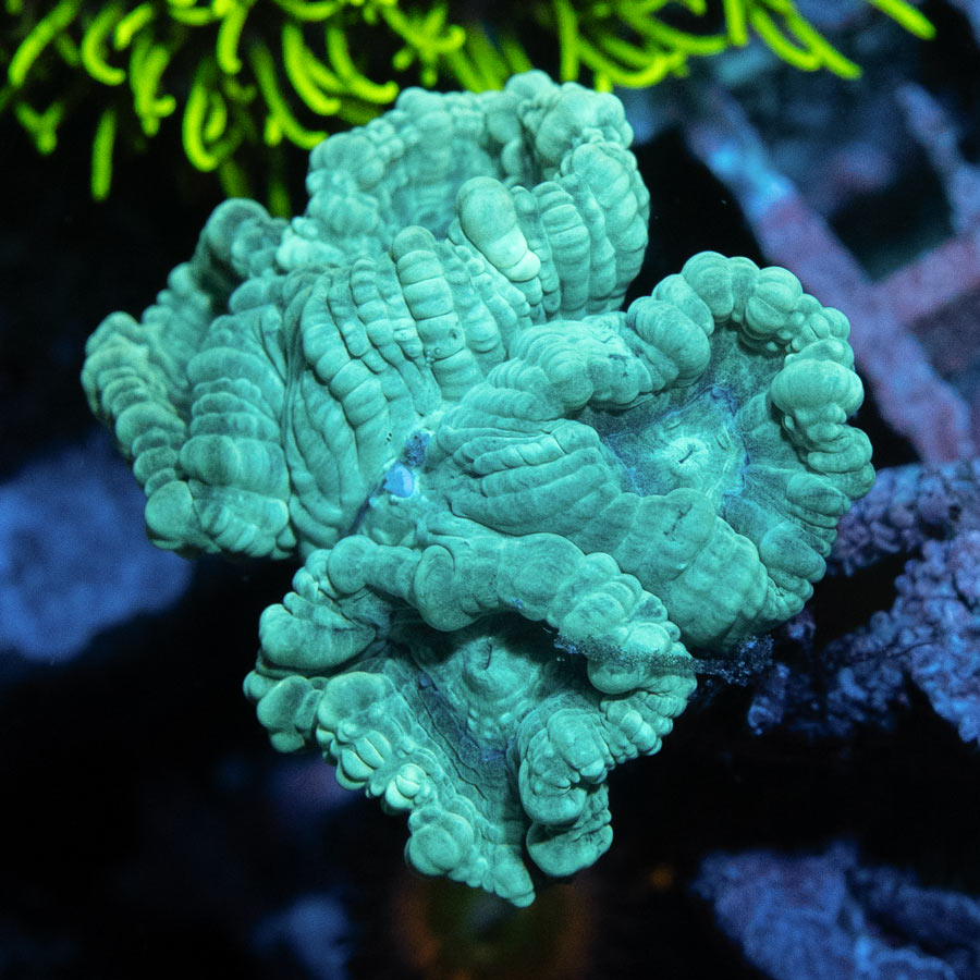 SBM Caulastrea ''Emerald Caribbean''