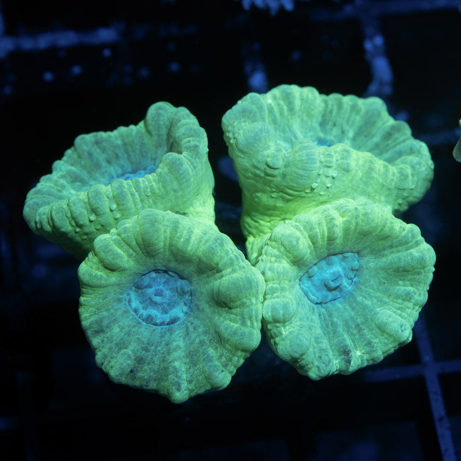 SBM Caulastrea Bird Oriole